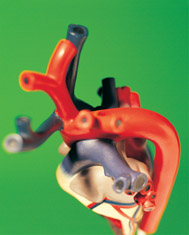 heart.jpg