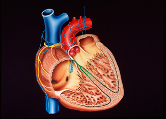 heart_thumbnail_2.jpg